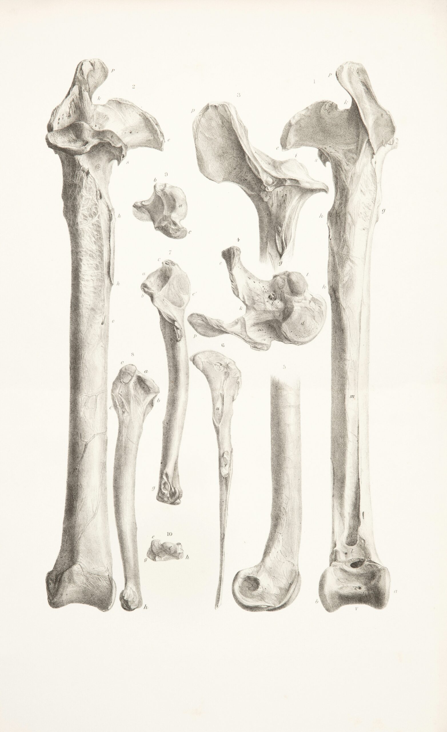 bhlnz-biodiversity-heritage-library-nz-WHtvh2UuYGc-unsplash