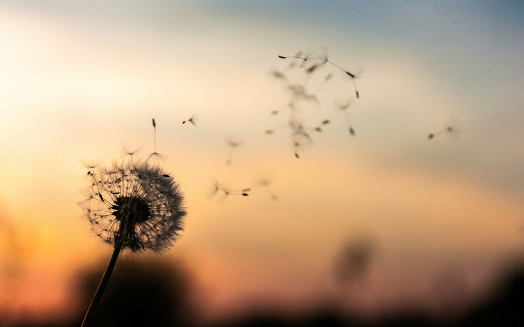 Dear Dandelion