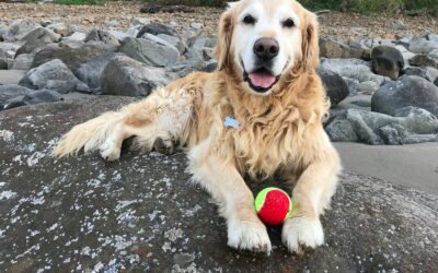 Tales of a Mediocre Tennis Player